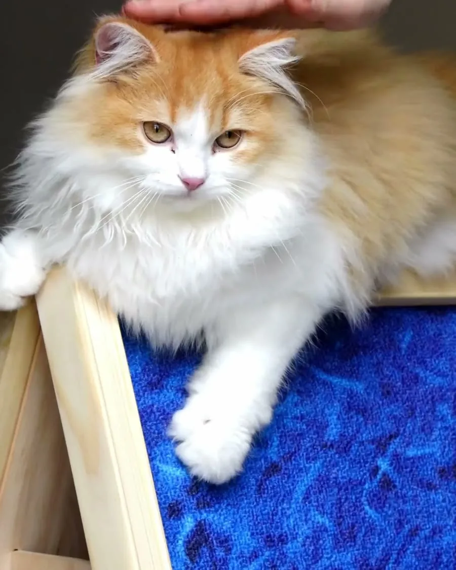 A cat lounging on top of the Canvas House